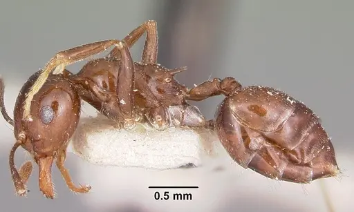 Crematogaster ranavalonae specimen CASENT0101840 image casent0101840_3