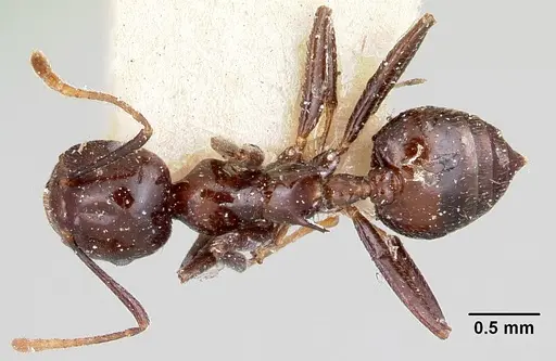 Crematogaster ranavalonae specimen CASENT0101847 image casent0101847_1