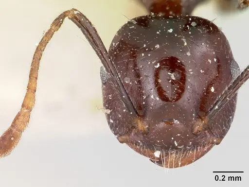 Crematogaster ranavalonae specimen CASENT0101847 image casent0101847_2