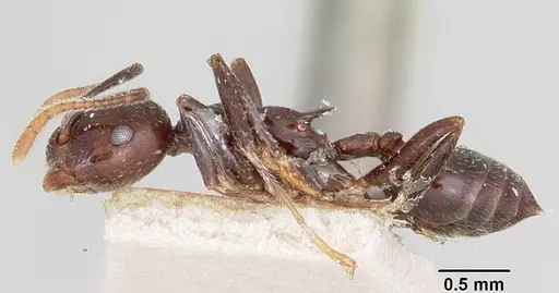 Crematogaster ranavalonae specimen CASENT0101847 image casent0101847_3