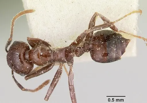 Crematogaster ranavalonae specimen CASENT0101877 image casent0101877_1