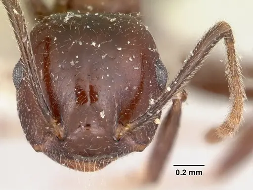 Crematogaster ranavalonae specimen CASENT0101877 image casent0101877_2
