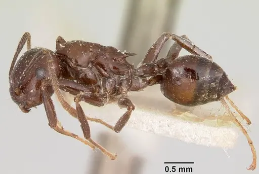 Crematogaster ranavalonae specimen CASENT0101877 image casent0101877_3