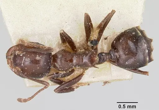 Crematogaster ranavalonae specimen CASENT0101878 image casent0101878_1