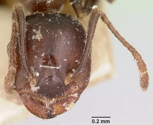 Crematogaster ranavalonae specimen CASENT0101878 image casent0101878_2