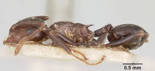 Crematogaster ranavalonae specimen CASENT0101878 image casent0101878_3
