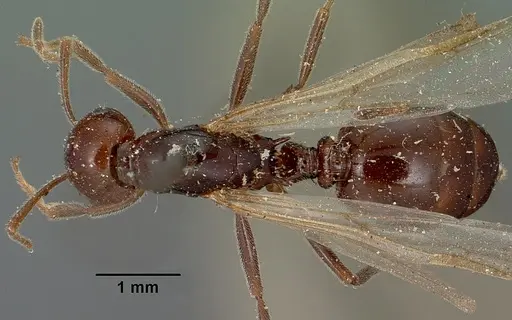Crematogaster ranavalonae specimen CASENT0101902 image casent0101902_1