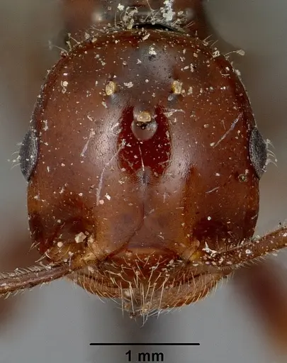 Crematogaster ranavalonae specimen CASENT0101902 image casent0101902_2