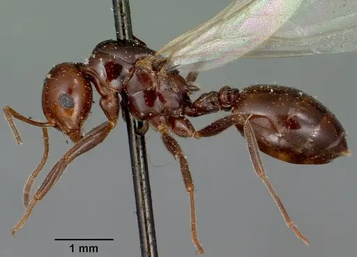 Crematogaster ranavalonae specimen CASENT0101902 image casent0101902_3
