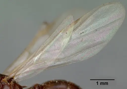Crematogaster ranavalonae specimen CASENT0101902 image casent0101902_4