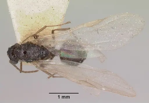 Crematogaster ranavalonae specimen CASENT0101909 image casent0101909_1