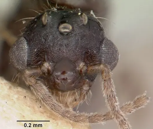 Crematogaster ranavalonae specimen CASENT0101909 image casent0101909_2