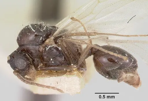 Crematogaster ranavalonae specimen CASENT0101909 image casent0101909_3