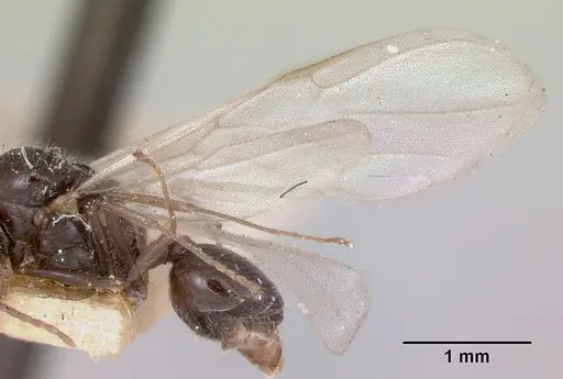 Crematogaster ranavalonae specimen CASENT0101909 image casent0101909_4