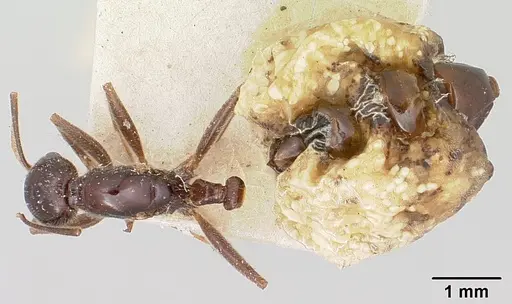 Crematogaster ranavalonae specimen CASENT0101934 image casent0101934_1