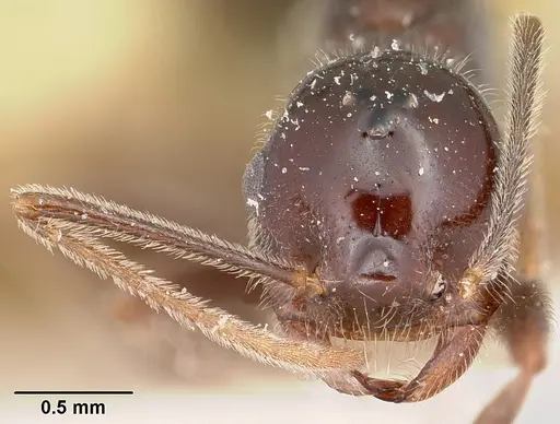 Crematogaster ranavalonae specimen CASENT0101934 image casent0101934_2