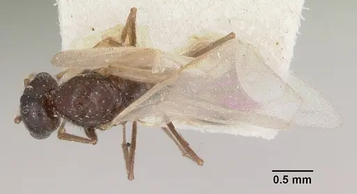 Crematogaster ranavalonae specimen CASENT0101939 image casent0101939_1