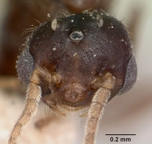 Crematogaster ranavalonae specimen CASENT0101939 image casent0101939_2