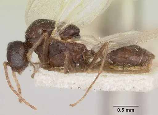 Crematogaster ranavalonae specimen CASENT0101939 image casent0101939_3