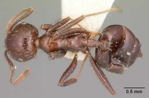 Crematogaster ranavalonae specimen CASENT0102957 image casent0102957_1