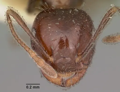 Crematogaster ranavalonae specimen CASENT0102957 image casent0102957_2