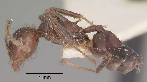 Crematogaster ranavalonae specimen CASENT0102957 image casent0102957_3