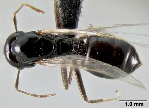 Crematogaster ranavalonae specimen CASENT0114271 image casent0114271_1
