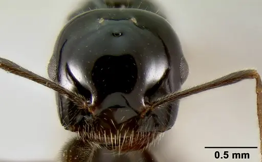 Crematogaster ranavalonae specimen CASENT0114271 image casent0114271_2