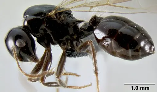 Crematogaster ranavalonae specimen CASENT0114271 image casent0114271_3