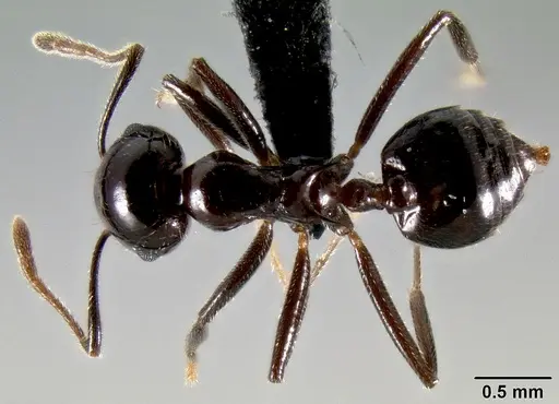 Crematogaster ranavalonae specimen CASENT0141548 image casent0141548_1