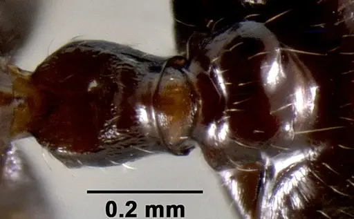 Crematogaster ranavalonae specimen CASENT0141548 image casent0141548_2
