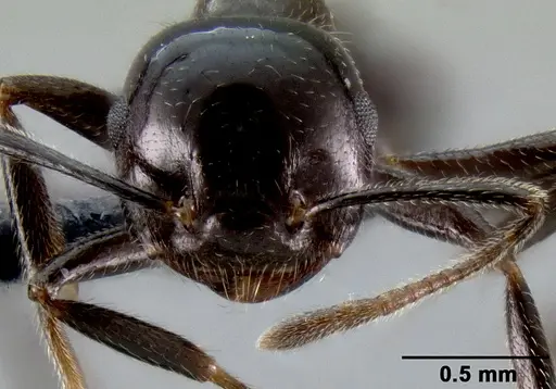 Crematogaster ranavalonae specimen CASENT0141548 image casent0141548_3