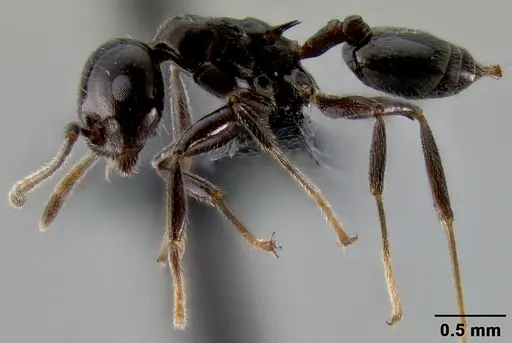 Crematogaster ranavalonae specimen CASENT0141548 image casent0141548_4