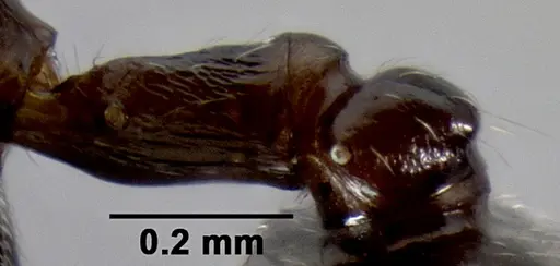 Crematogaster ranavalonae specimen CASENT0141548 image casent0141548_5