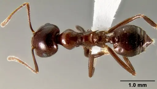 Crematogaster ranavalonae specimen CASENT0193205 image casent0193205_1
