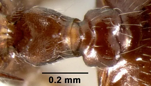 Crematogaster ranavalonae specimen CASENT0193205 image casent0193205_2