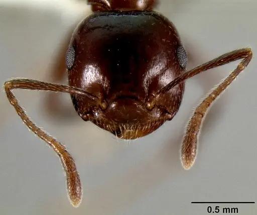 Crematogaster ranavalonae specimen CASENT0193205 image casent0193205_3