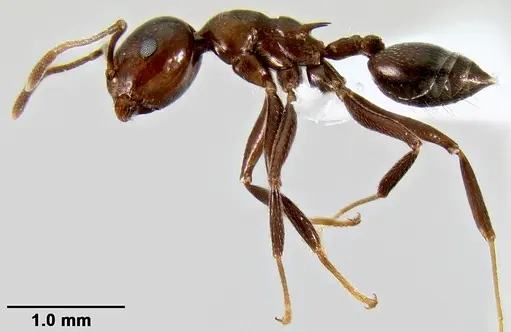 Crematogaster ranavalonae specimen CASENT0193205 image casent0193205_4