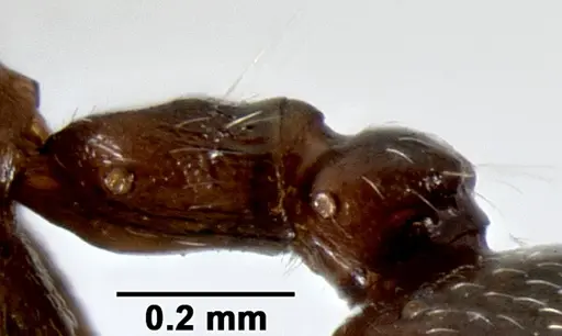 Crematogaster ranavalonae specimen CASENT0193205 image casent0193205_5