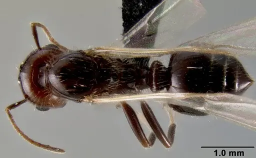 Crematogaster ranavalonae specimen CASENT0193239 image casent0193239_1