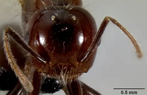 Crematogaster ranavalonae specimen CASENT0193239 image casent0193239_2