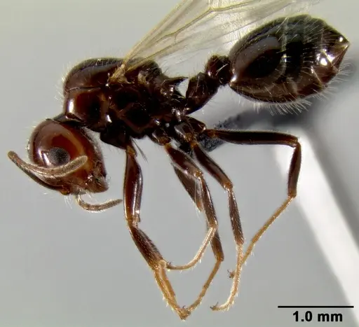 Crematogaster ranavalonae specimen CASENT0193239 image casent0193239_3