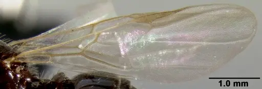 Crematogaster ranavalonae specimen CASENT0193239 image casent0193239_4