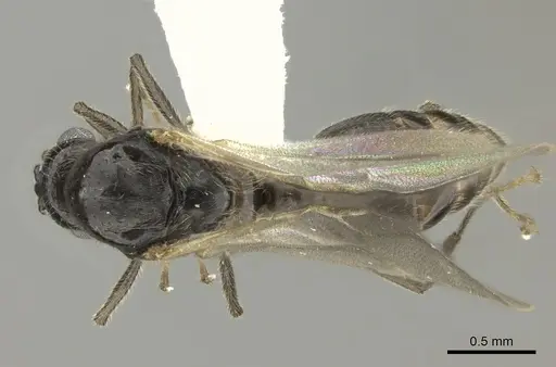 Crematogaster ranavalonae specimen CASENT0193263 image casent0193263_1