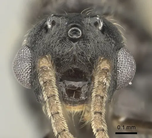 Crematogaster ranavalonae specimen CASENT0193263 image casent0193263_2
