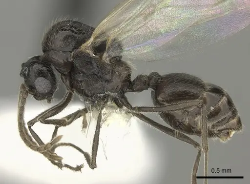 Crematogaster ranavalonae specimen CASENT0193263 image casent0193263_3