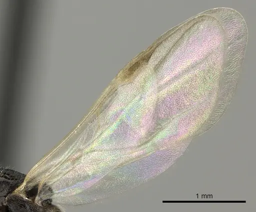 Crematogaster ranavalonae specimen CASENT0193263 image casent0193263_4