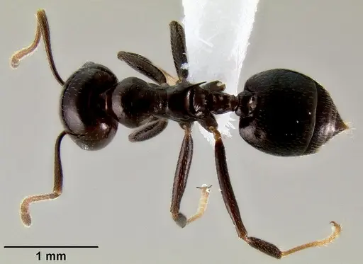 Crematogaster ranavalonae specimen CASENT0193277 image casent0193277_1