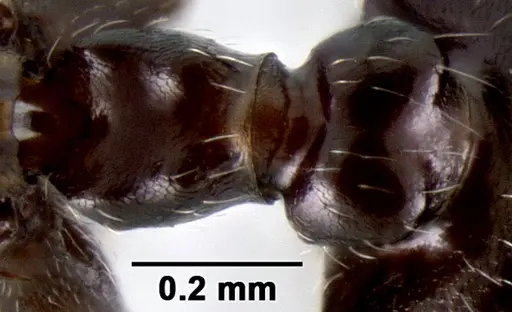 Crematogaster ranavalonae specimen CASENT0193277 image casent0193277_2