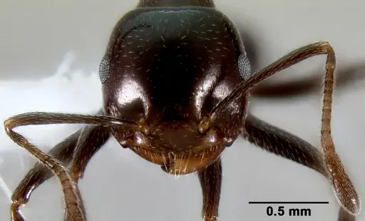 Crematogaster ranavalonae specimen CASENT0193277 image casent0193277_3